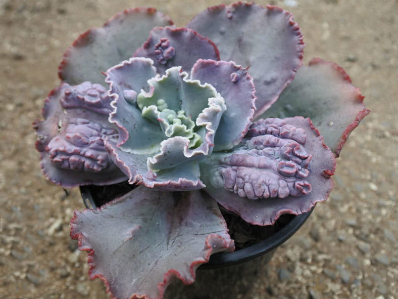 Echeveria ‘Bumps’ (Bumps Echeveria)