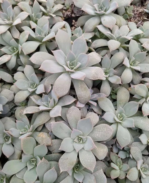 Echeveria ‘Lady Grey’