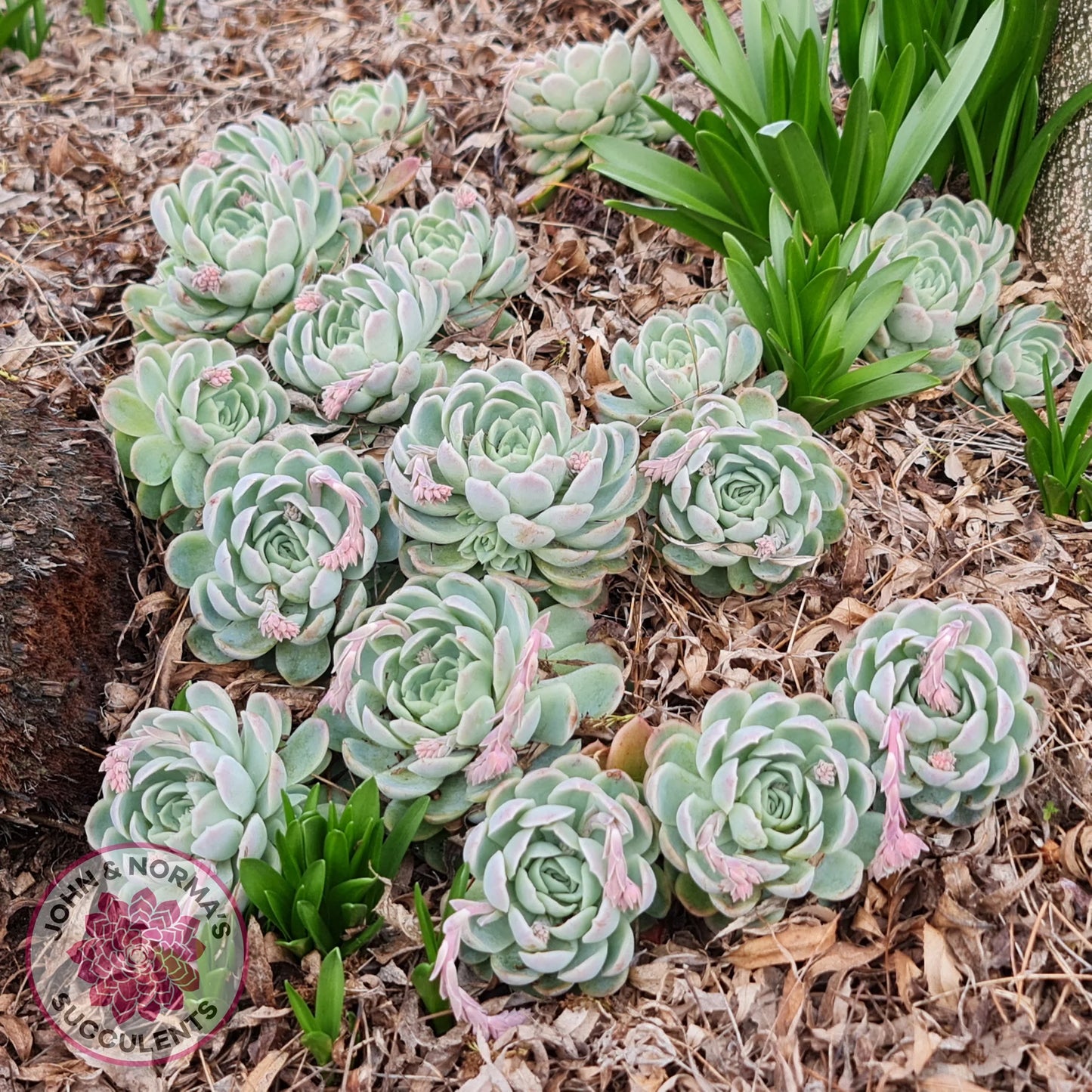 Echeveria Elegans (Mexican Snowball)