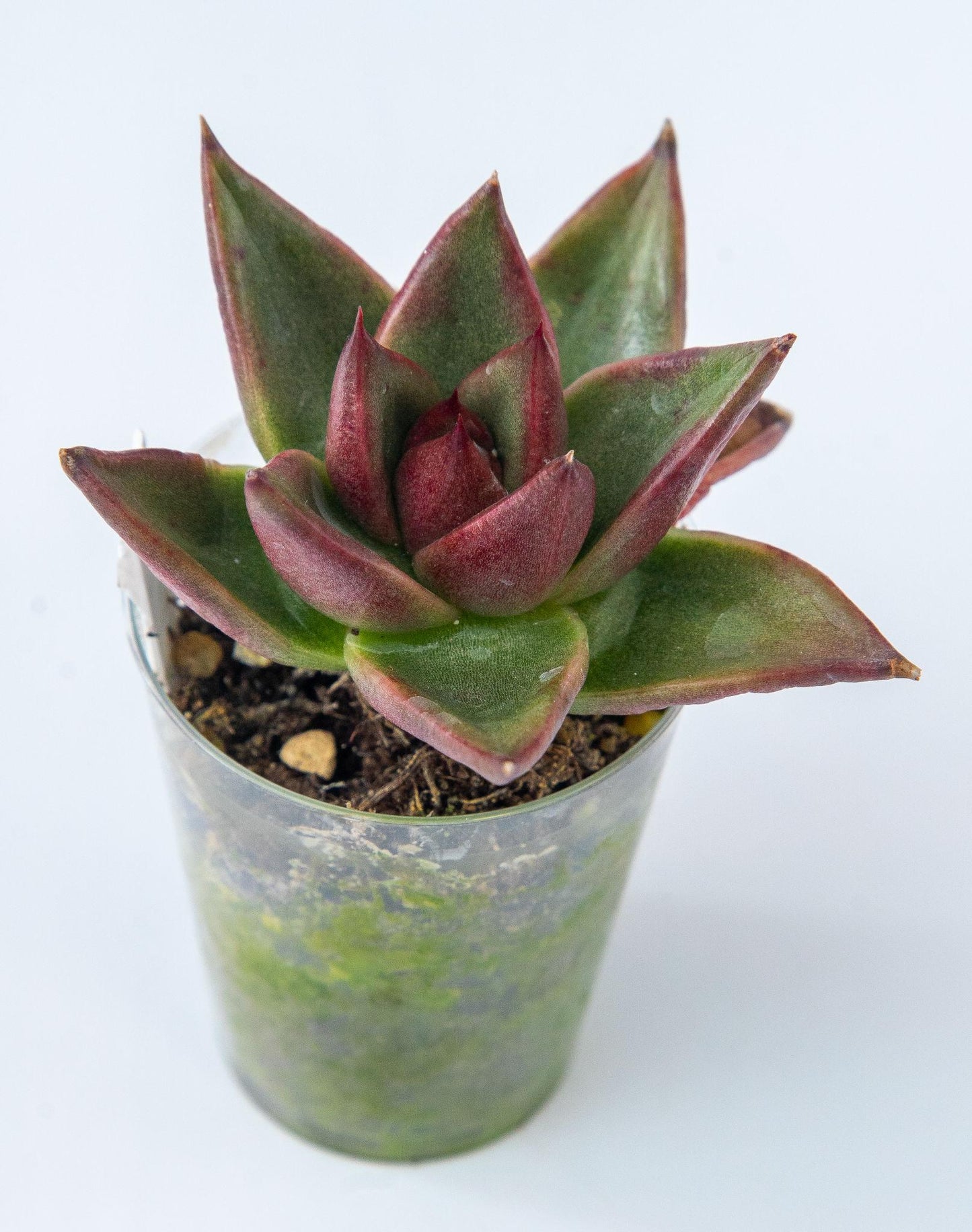 Echeveria Agavoides ‘Romeo’ (Romeo Echeveria)