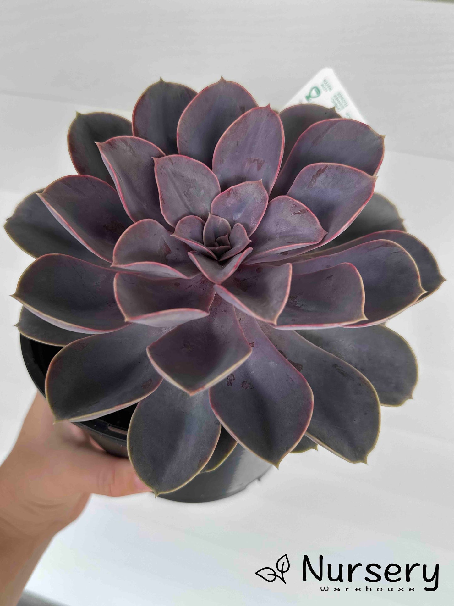 Echeveria Perle von Nürnberg (Perle von Nürnberg Echeveria)
