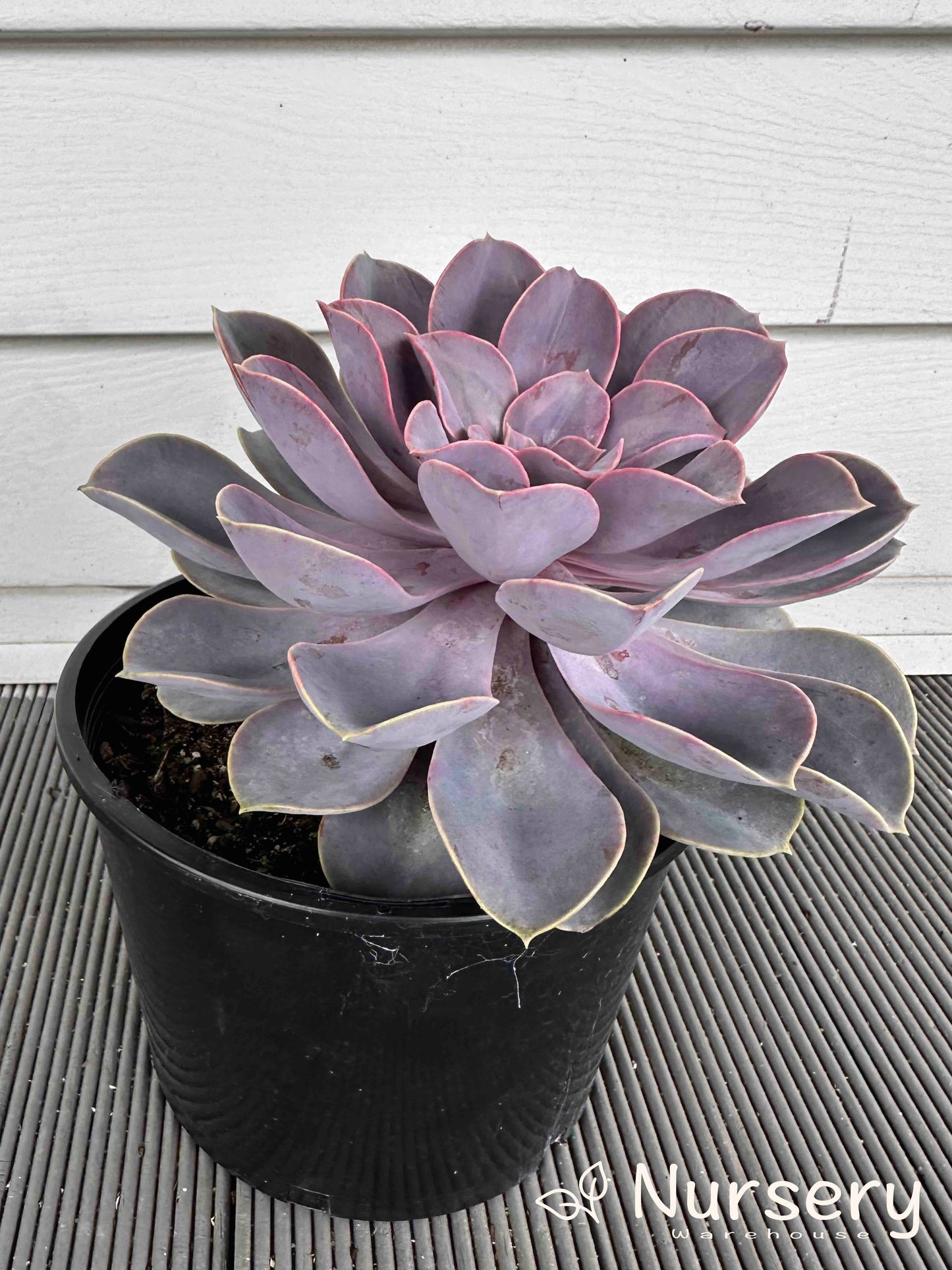 Echeveria Perle von Nürnberg (Perle von Nürnberg Echeveria)