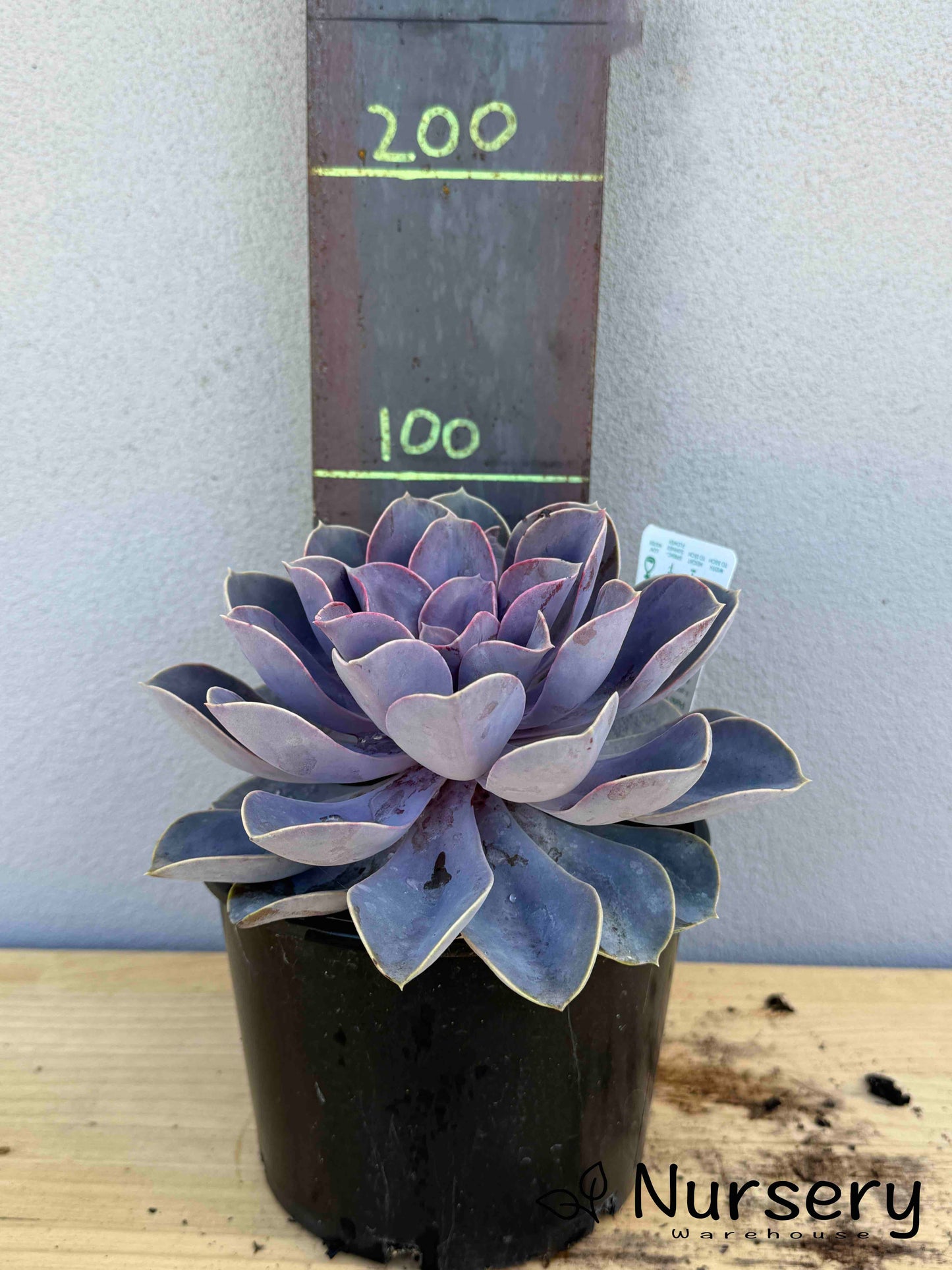 Echeveria Perle von Nürnberg (Perle von Nürnberg Echeveria)