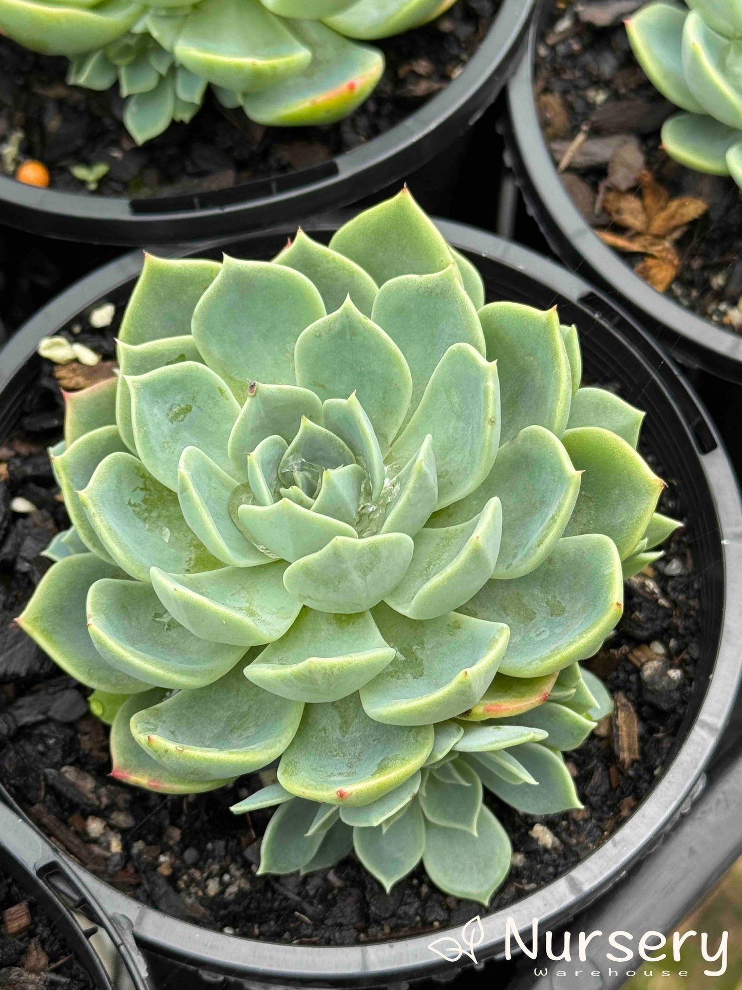 "Close-up of Echeveria Secunda (Blue Echeveria) in a 125mm pot for sale, showcasing its blue-green rosette with pink-edged leaves."