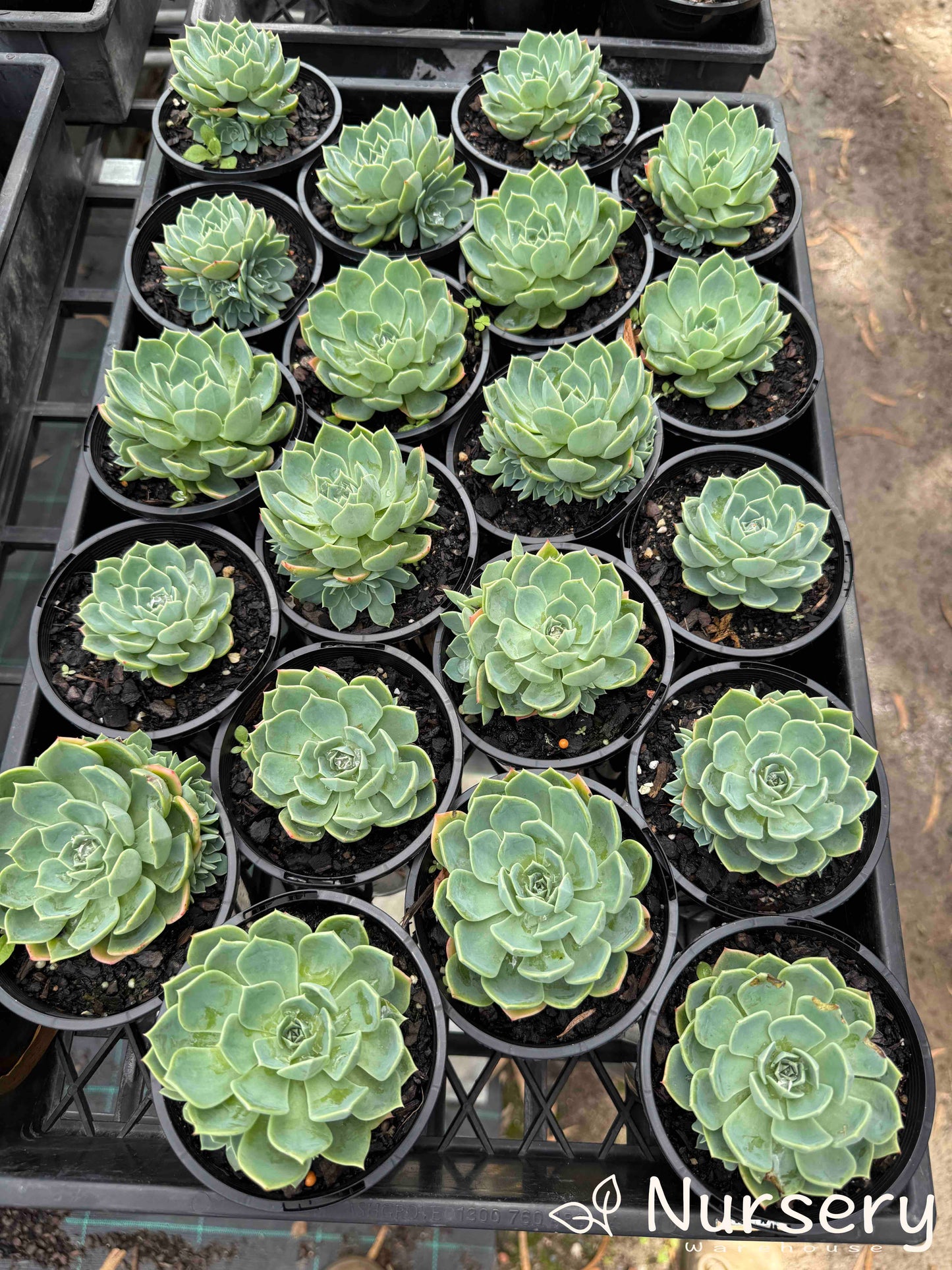 "Multiple Echeveria Secunda (Blue Echeveria) plants in a tray for sale, displaying their compact, blue-green rosettes with hints of pink on the leaf edges."