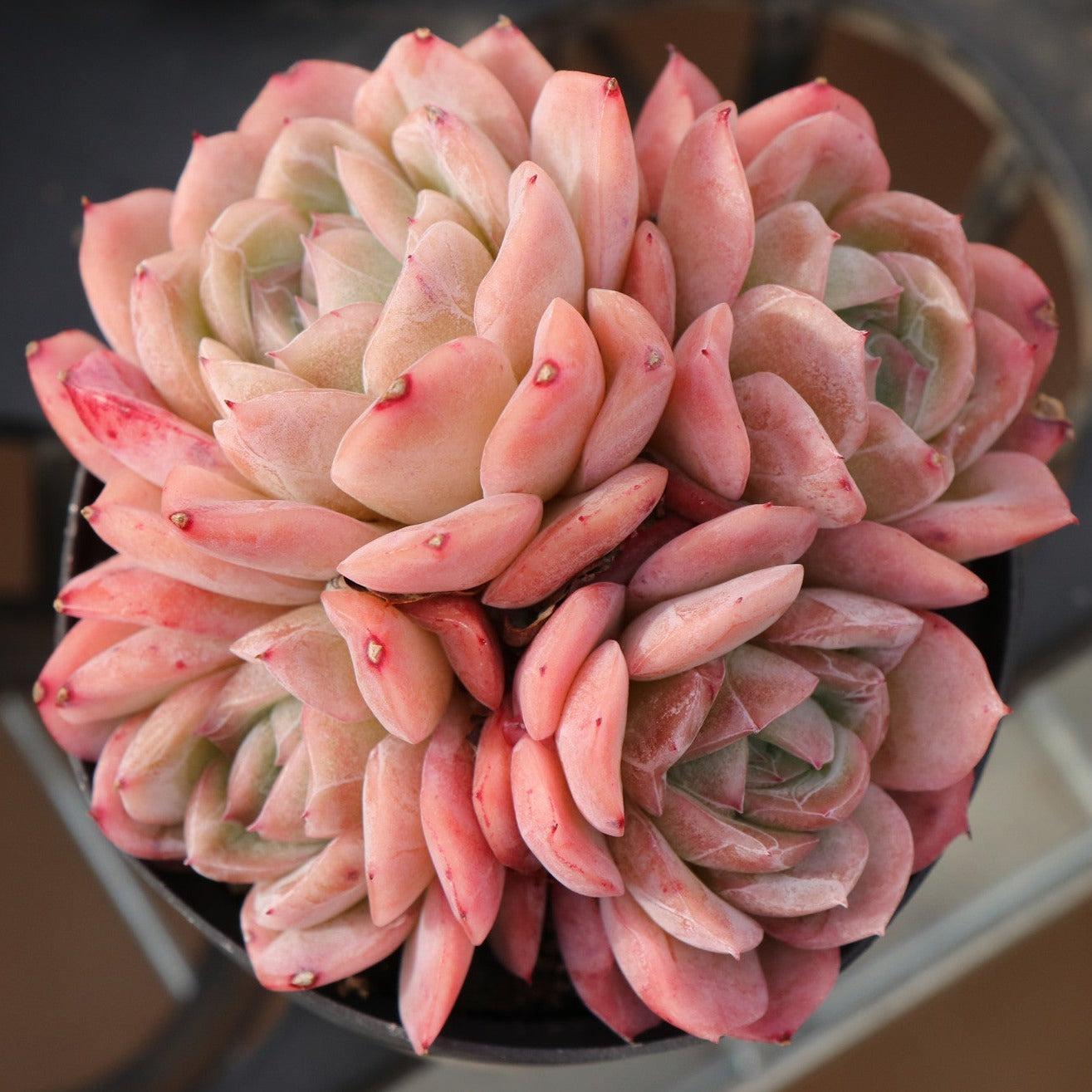 Echeveria Spp. (Assorted Cherry Echeveria)