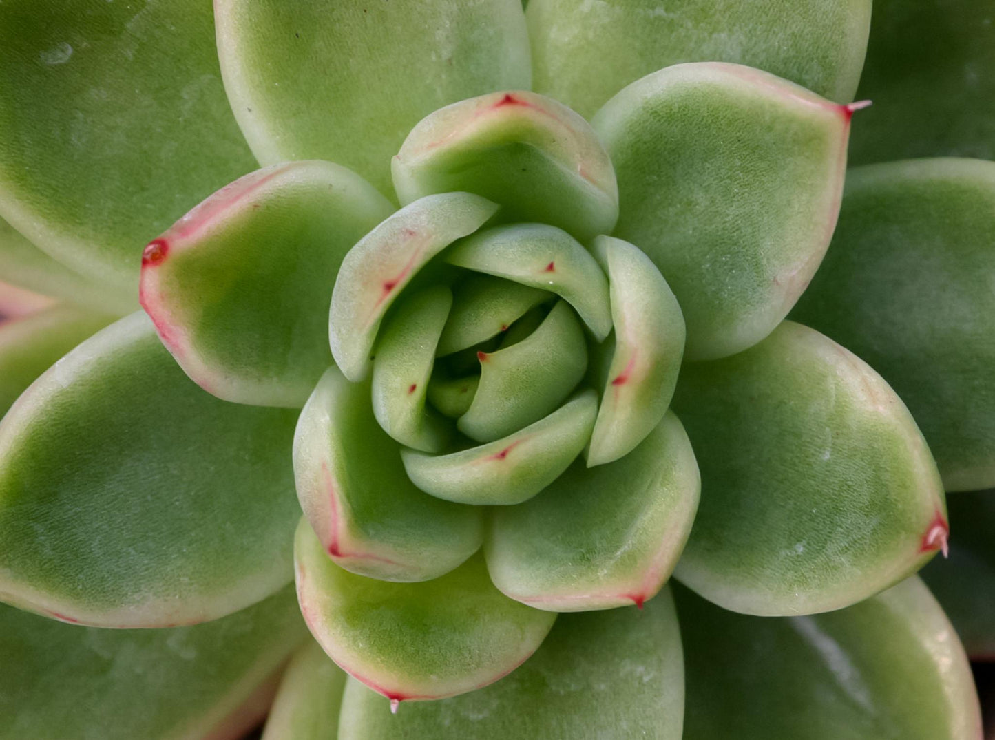 Echeveria 'Orana' (Orana Echeveria)