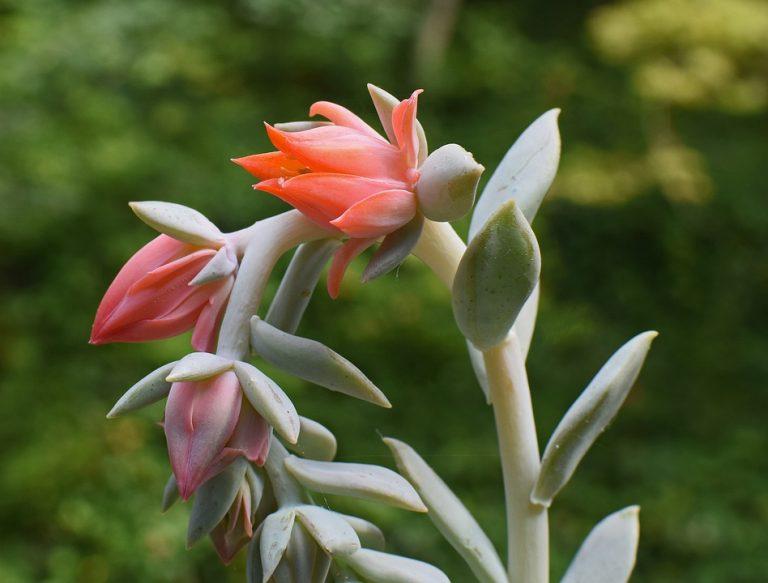 Echeveria ‘Orion’ (Orion Echeveria)