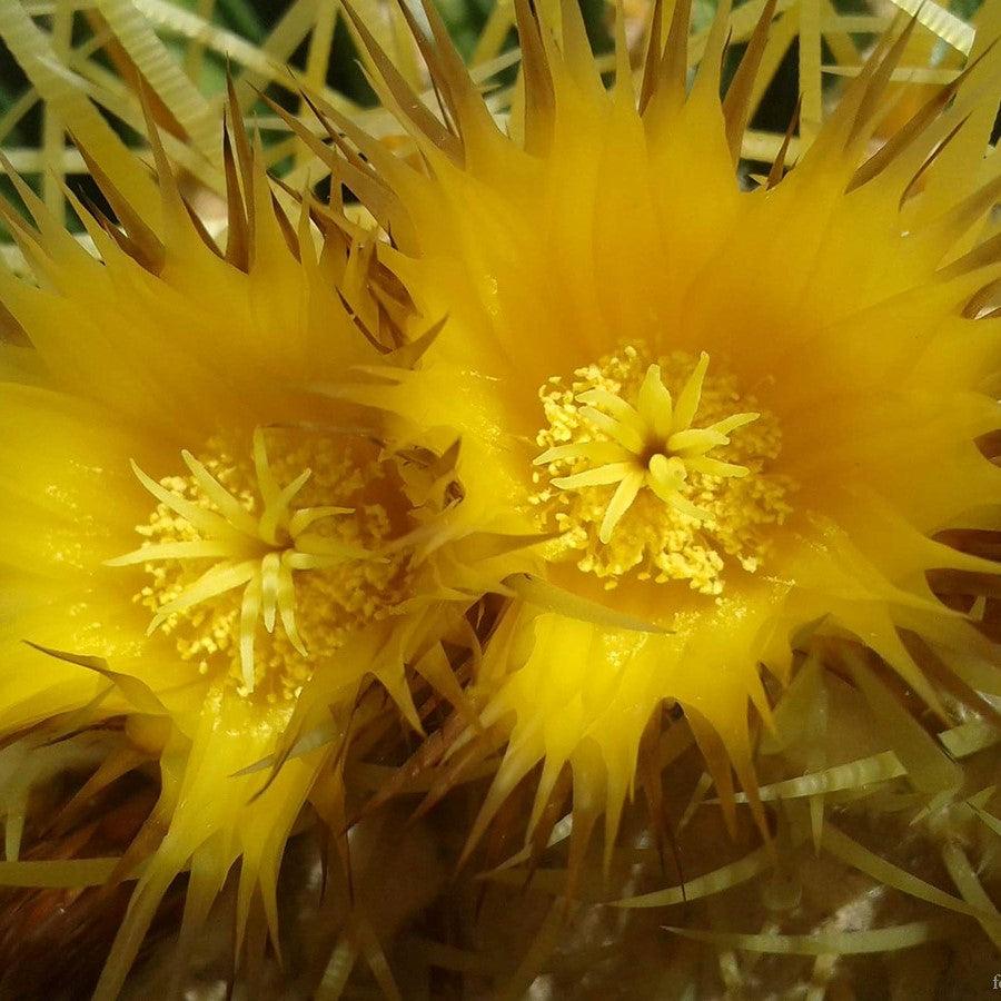 Echinocactus Grusonii ‘Albispinus’ (White Barrel Cactus)