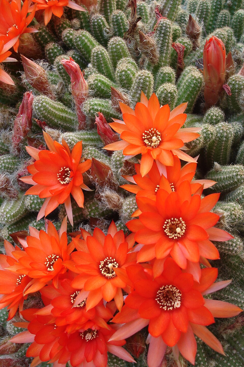 Echinopsis chamaecereus (Peanut Cactus)