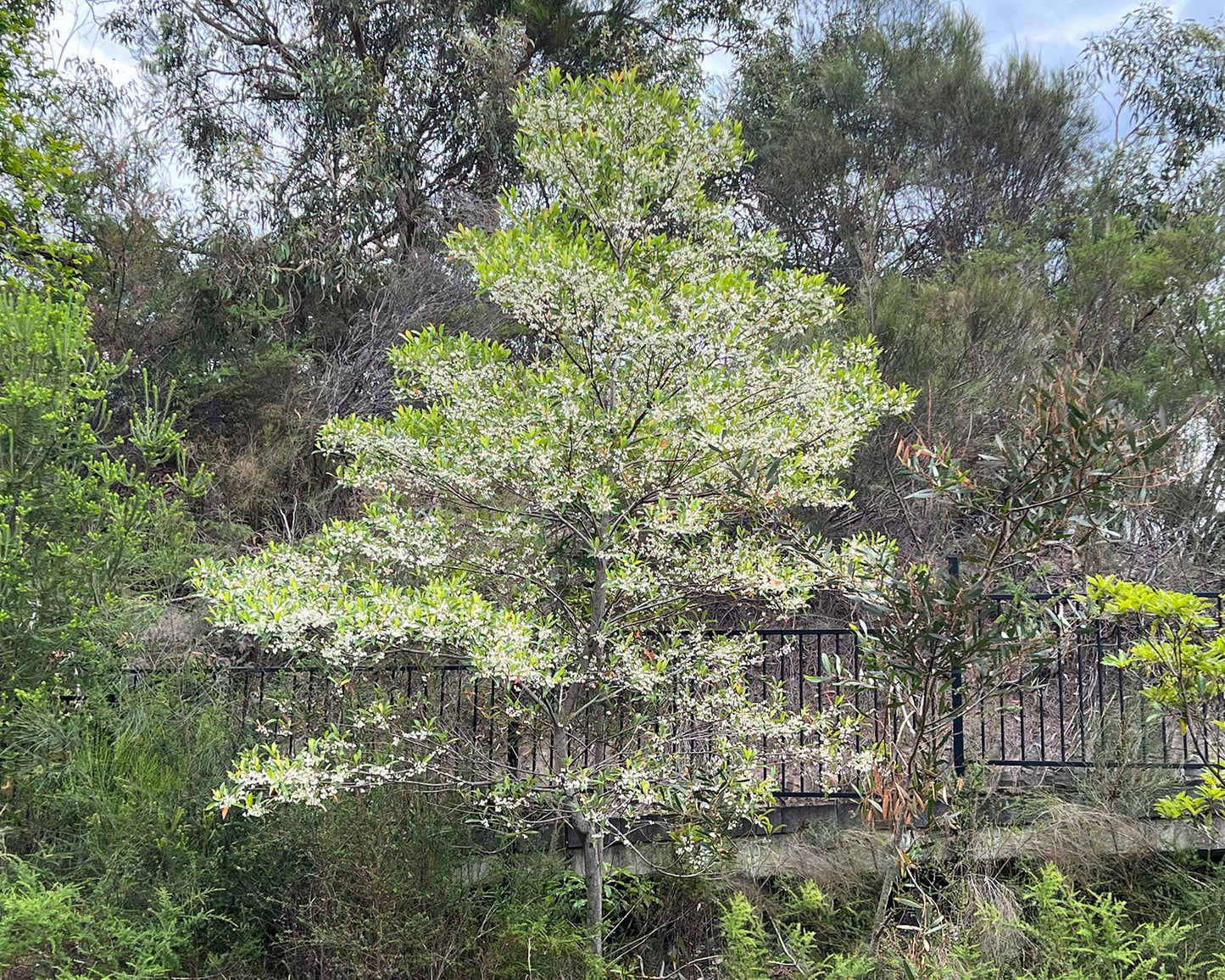 Elaeocarpus Reticulatus White (Blueberry Ash White)
