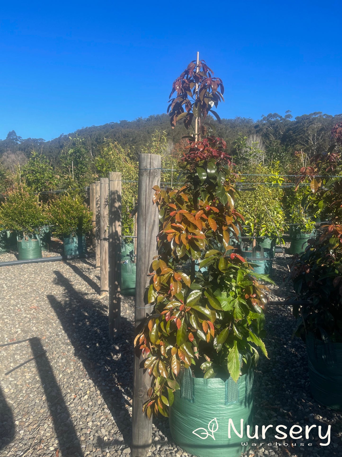 Elaeocarpus Eumundi (Eumundi Quandong)
