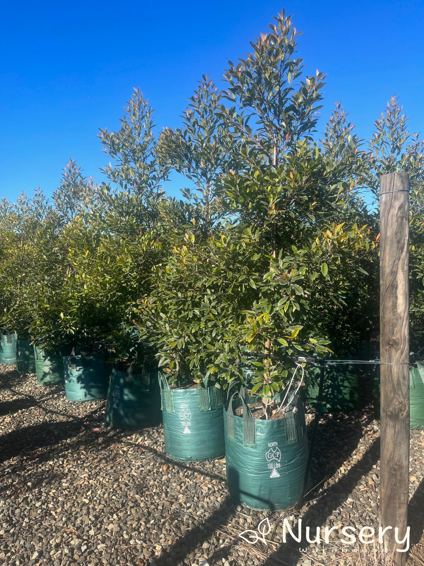 Elaeocarpus Reticulatus Prima Donna (Blueberry Ash Prima Donna)