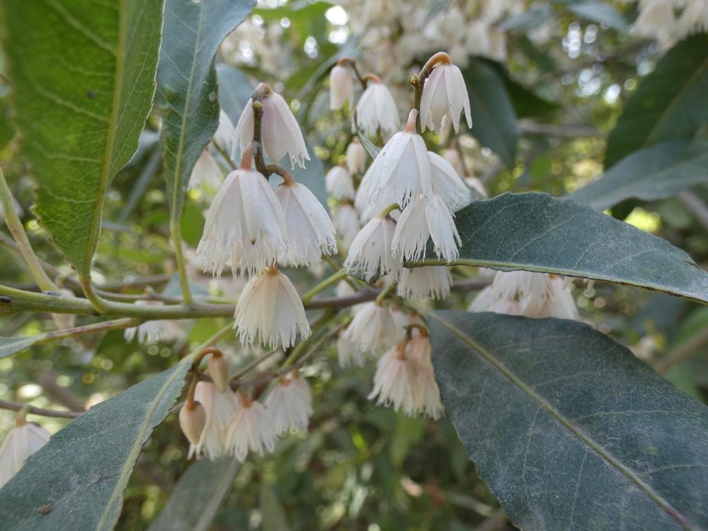 Elaeocarpus Reticulatus (Blueberry Ash)
