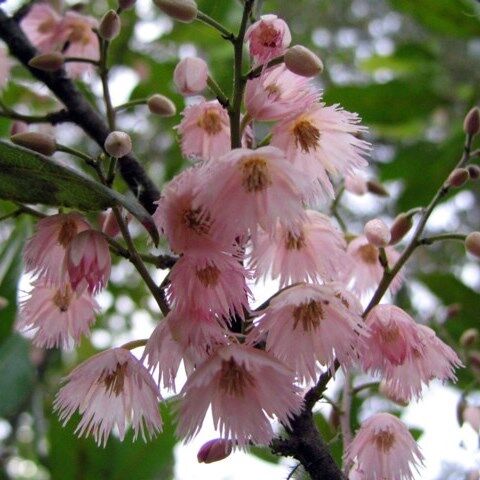 Elaeocarpus reticulatus ‘Pink Form’