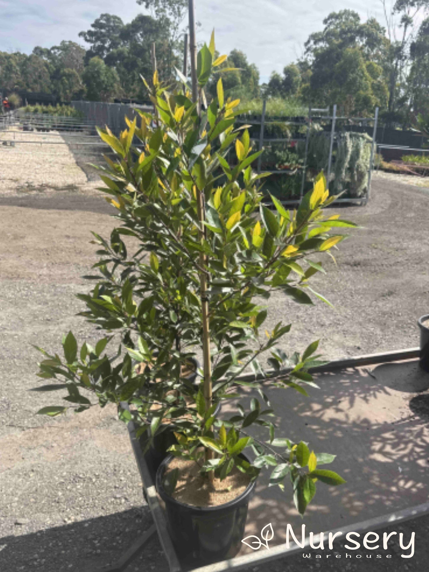 Elaeocarpus Reticulatus Prima Donna (Blueberry Ash Prima Donna)