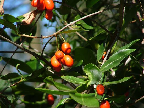 Elaeodendron Australe 'Red Olive Plum'
