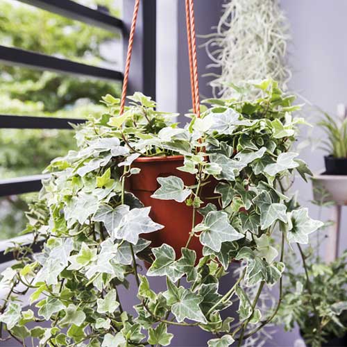 Hedera helix (Green Ivy)