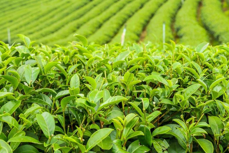 Camellia Sinensis (Camellia Tea Plant)