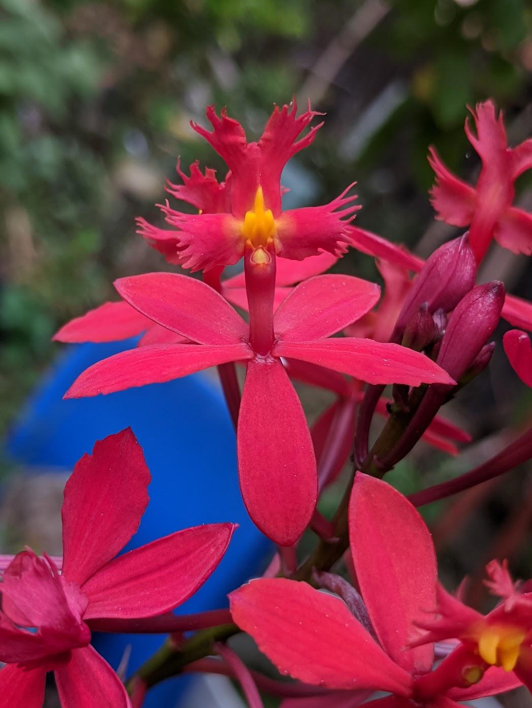 Epidendrum Ibaguense ‘Red Crucifix Orchid’