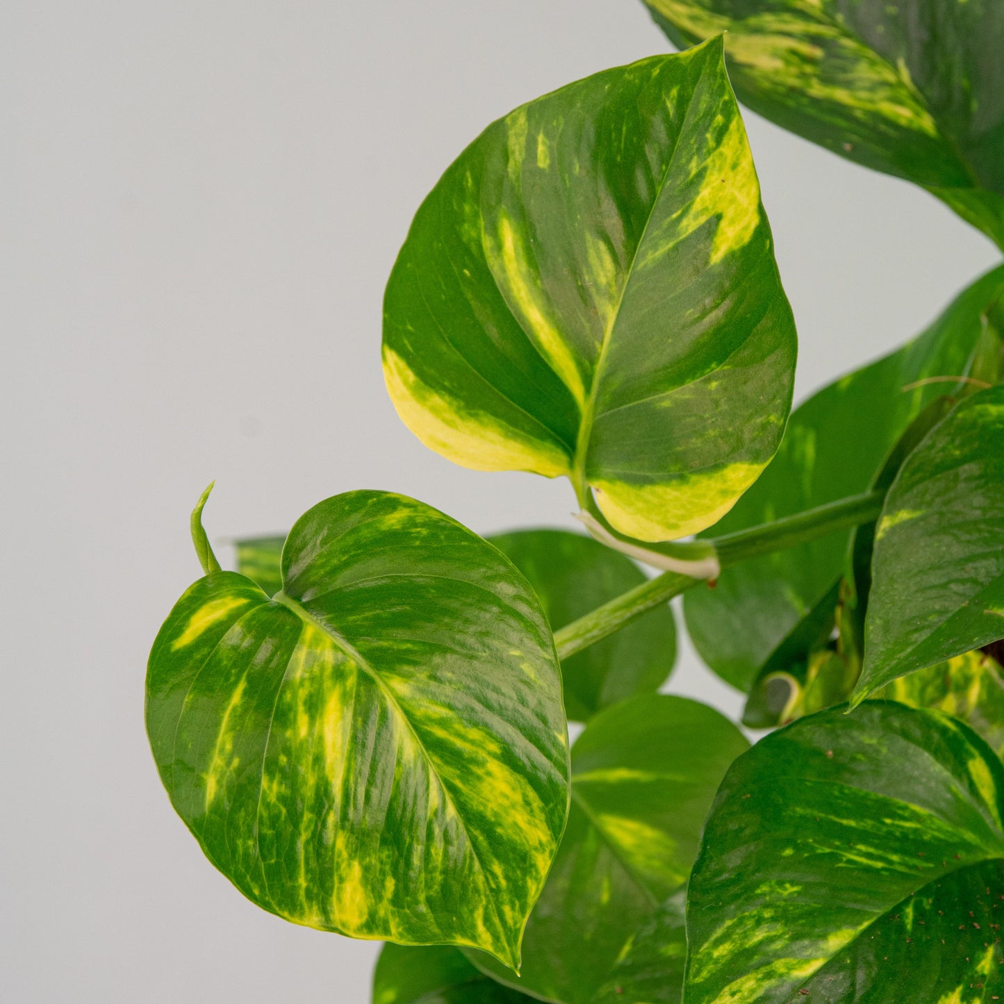 Epipremnum Aureum ‘Gold Form’ (Golden Pothos)
