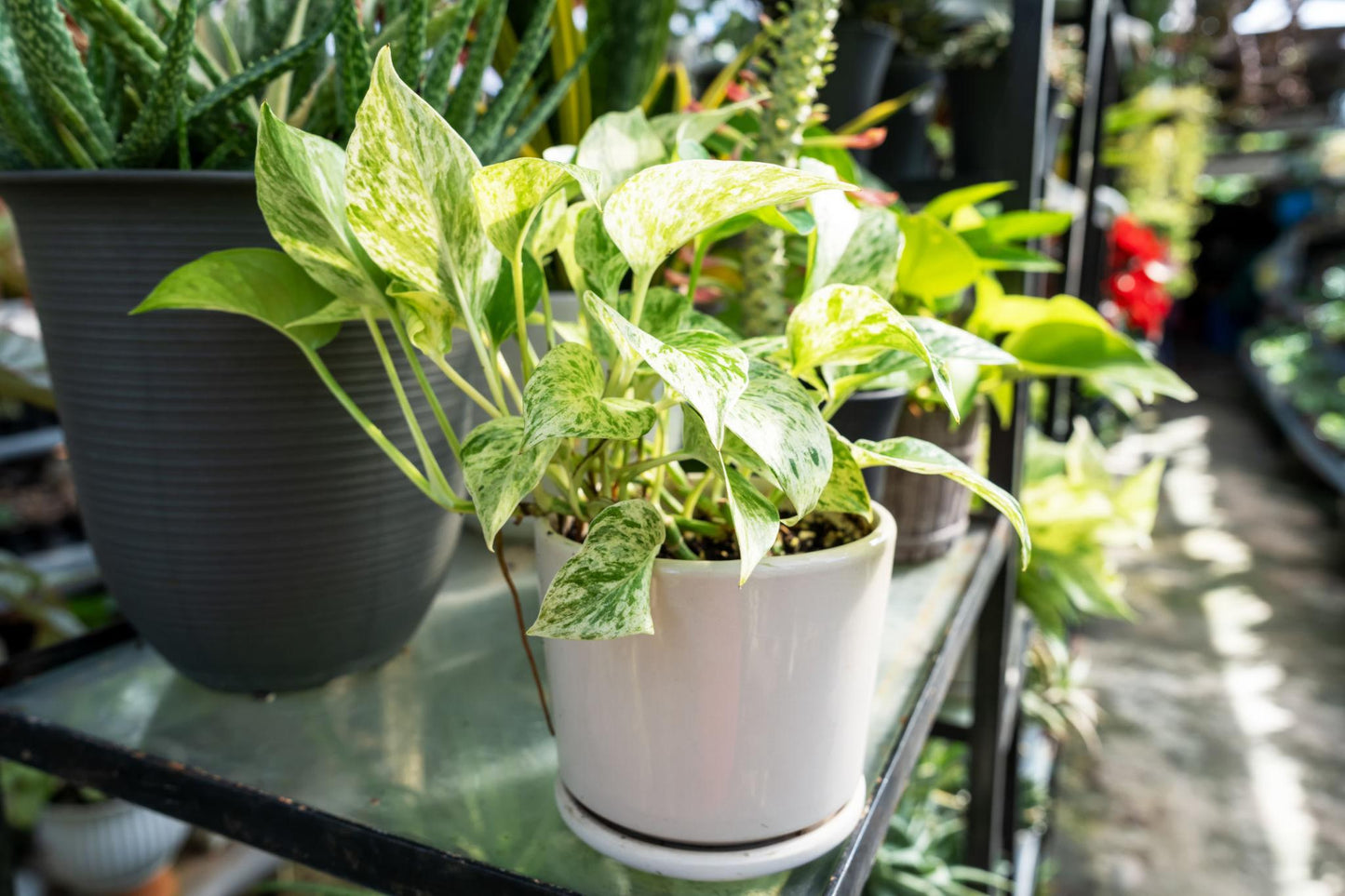 Epipremnum Aureum ‘Snow Queen’ (Snow Queen Pothos)