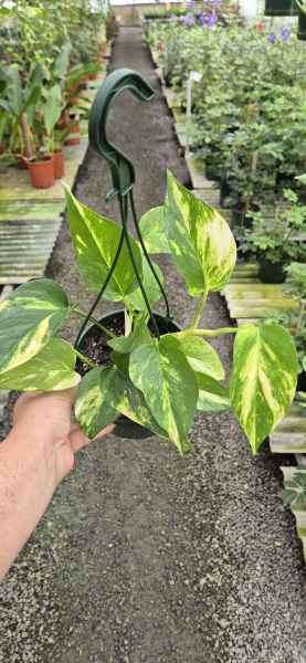 Epipremnum Aureum (Pothos / Devil's Ivy) – Hanging Basket