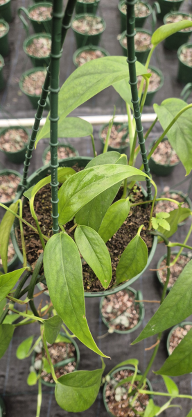 Epipremnum Pinnatum (Dragon Tail Plant) – Hanging Baskets