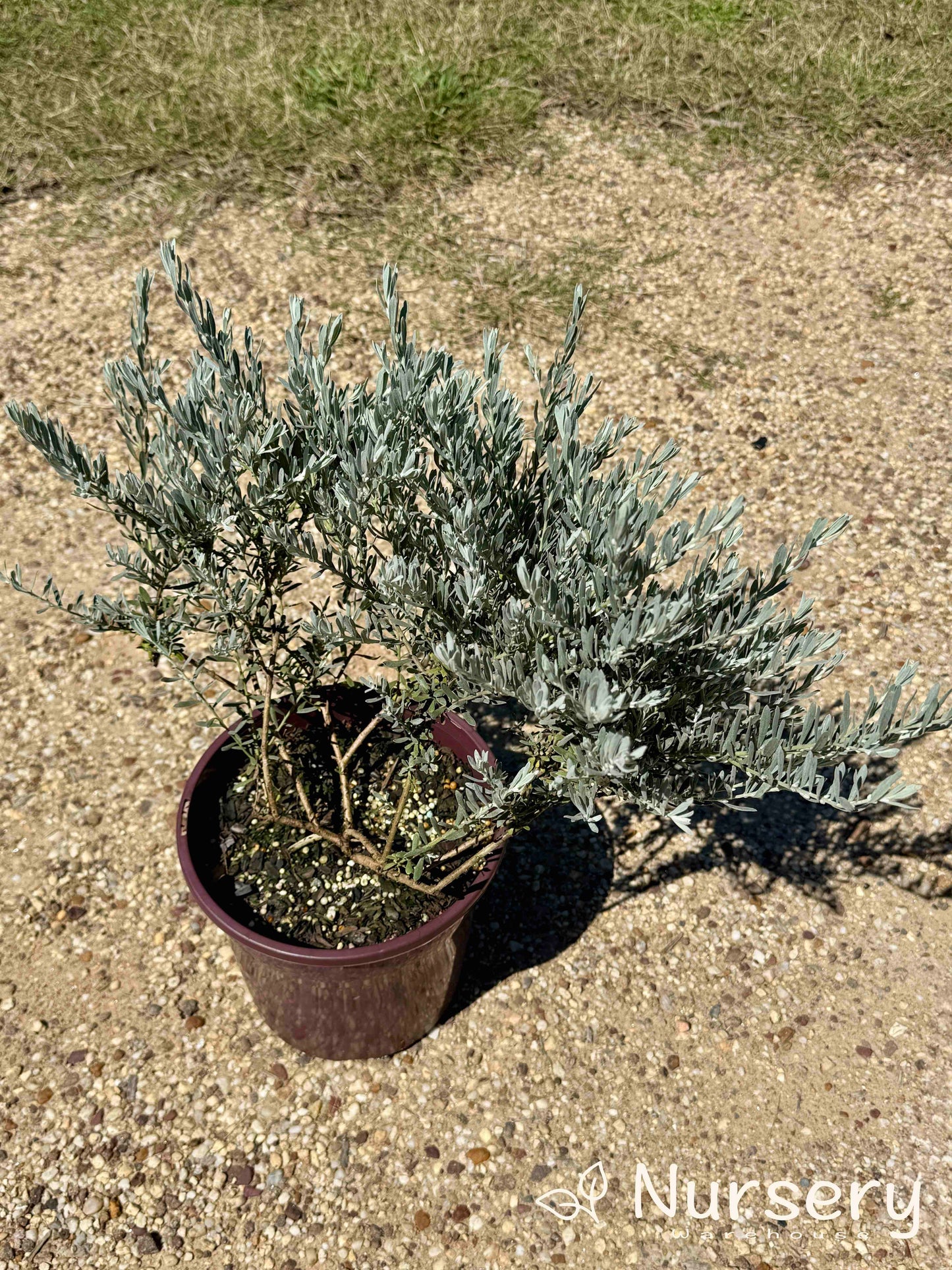 Eremophila Nivea (Silver Ball)