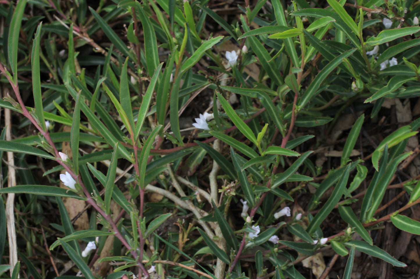 Eremophila Debilis (Trailing Emu Bush)