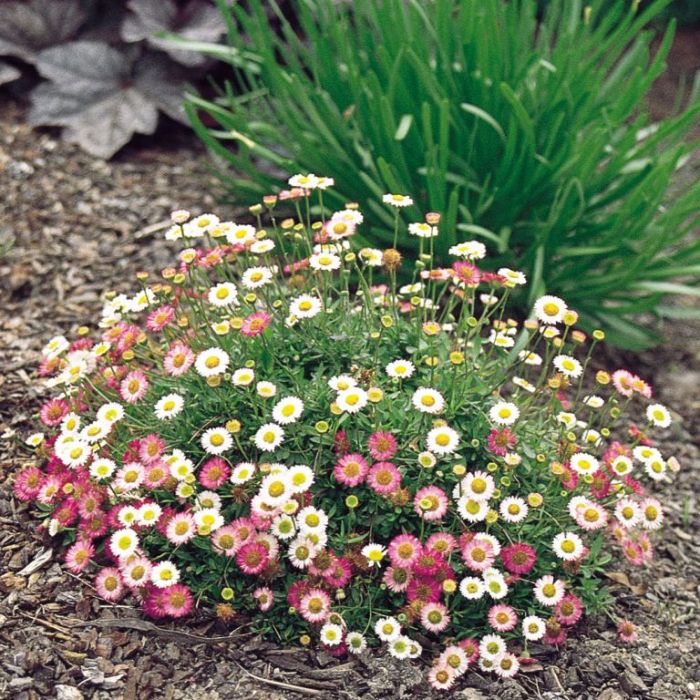 Erigeron Karvinskianus ‘Spindrift’ (Spindrift Mexican Daisy)