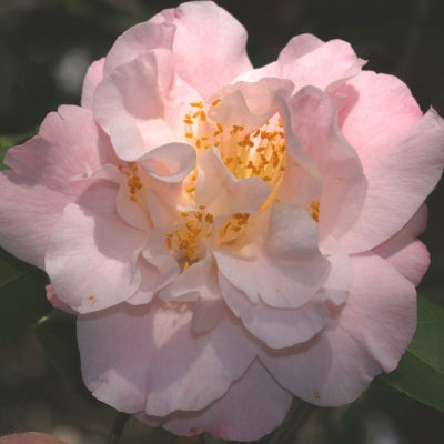 Camellia japonica ‘Erin Farmer’ (Camellia)