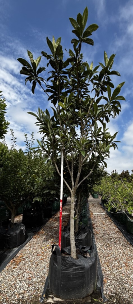 Eriobotrya Japonica (Loquat)