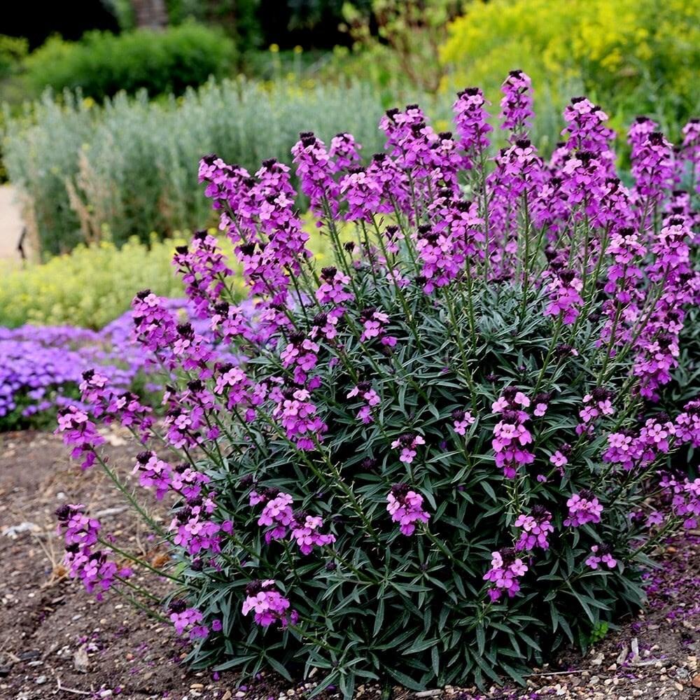 Erysimum 'Bowles's Mauve' (Bowles's Mauve Wallflower)