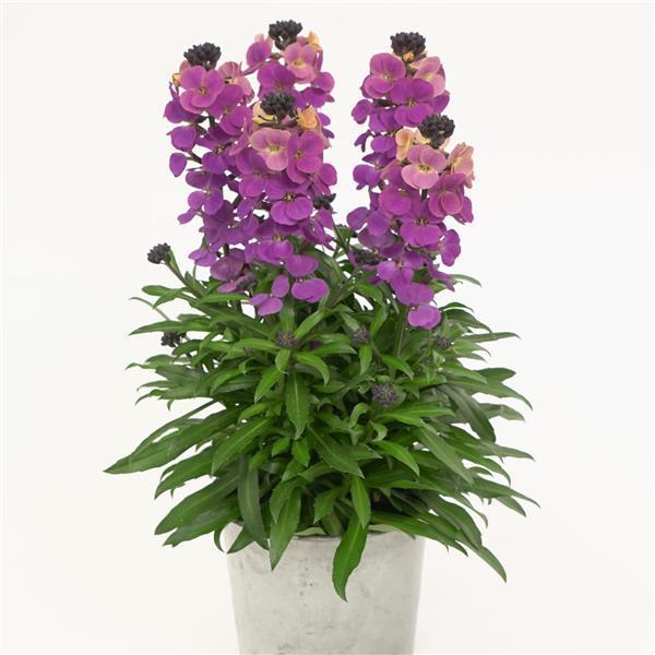 Erysimum ‘Brightside Purple Glow’ (Wallflower)