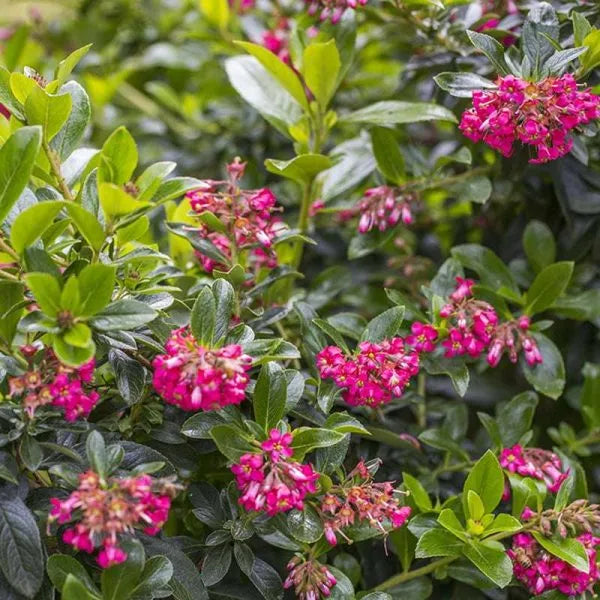 Escallonia langleyensis ‘Red Knight’ (Red Knight Escallonia)