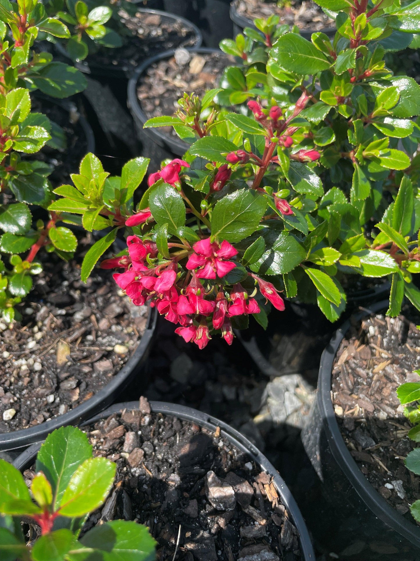 Escallonia Macrantha ‘Pink Pixie’ (Pink Pixie Escallonia)