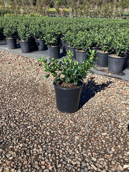 Escallonia Laevis ‘Lades’ (Pink Elle™ Escallonia)