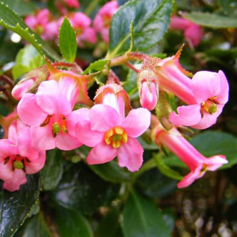 Escallonia Macrantha (Pink Escallonia)