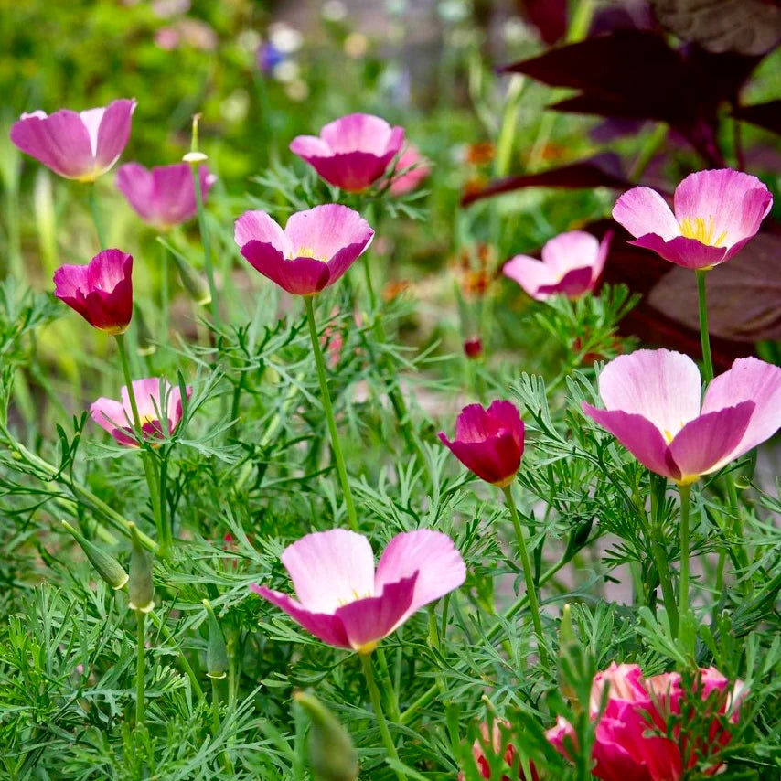 Eschscholzia Californica ‘Purple Gleam’ (Purple Gleam California Poppy)