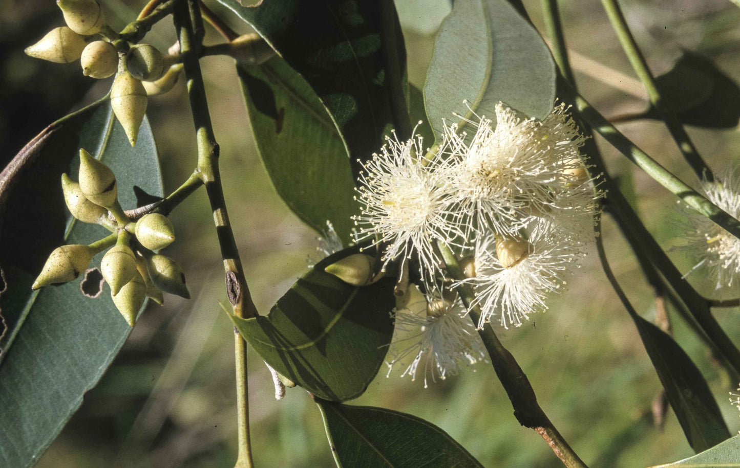 Eucalyptus resinifera (Red Mahogany)