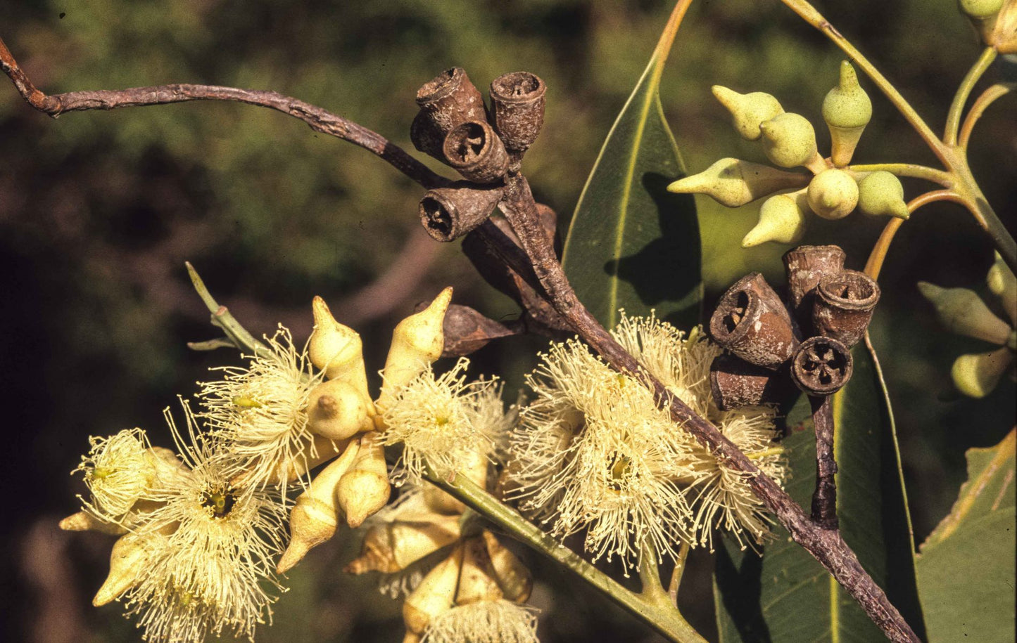 Eucalyptus Robusta (Swamp Mahogany)
