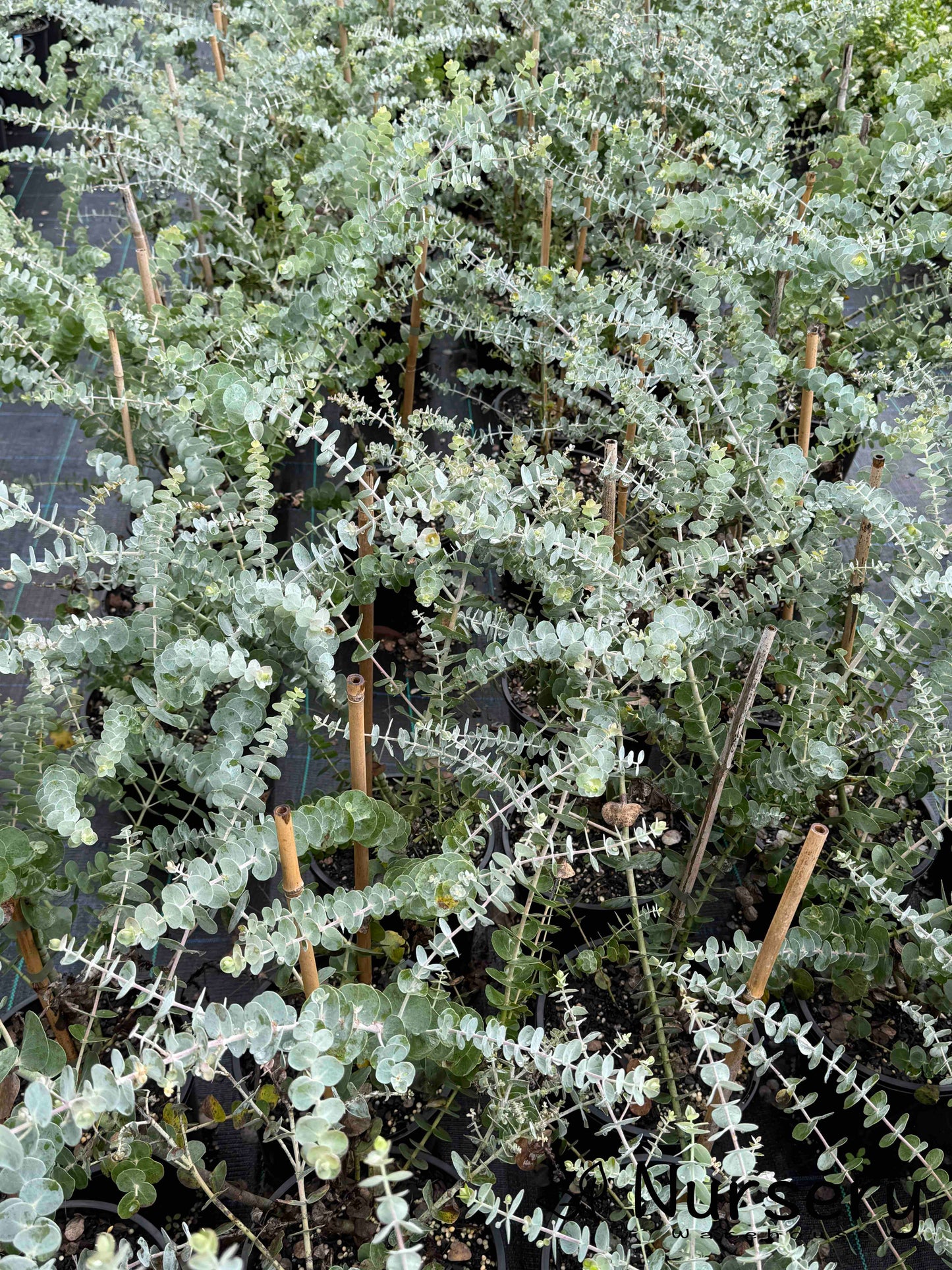 Eucalyptus Cinerea (Argyle Apple)