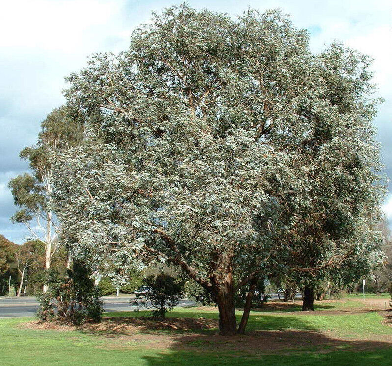 "Mature Eucalyptus Cinerea (Argyle Apple) tree growing on the side of a road, with striking silver-blue leaves and textured bark."