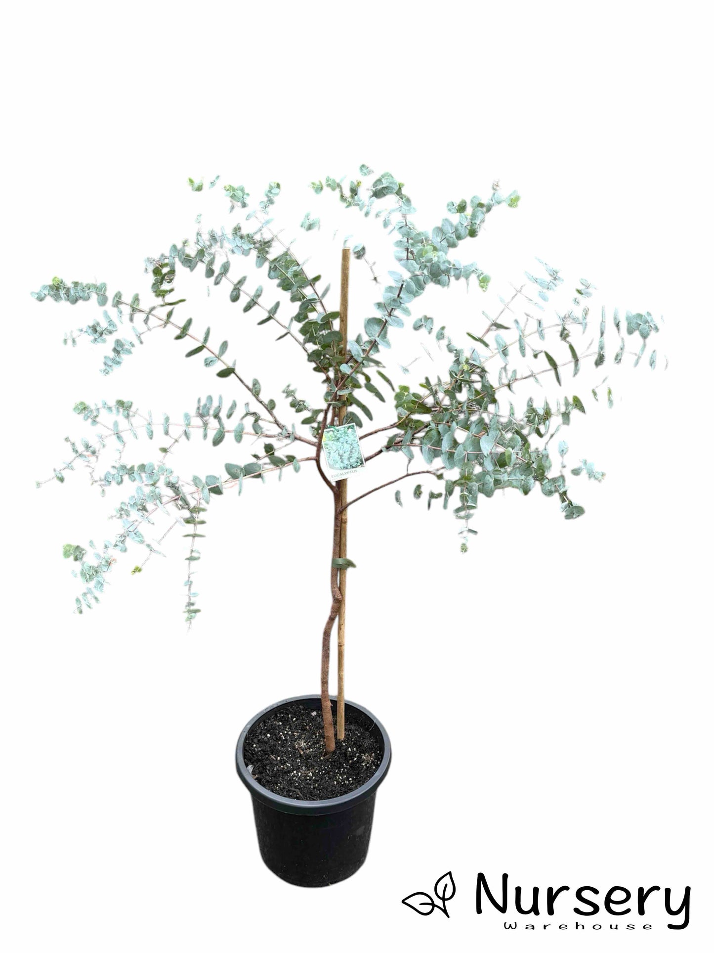 Eucalyptus Cinerea (Argyle Apple)