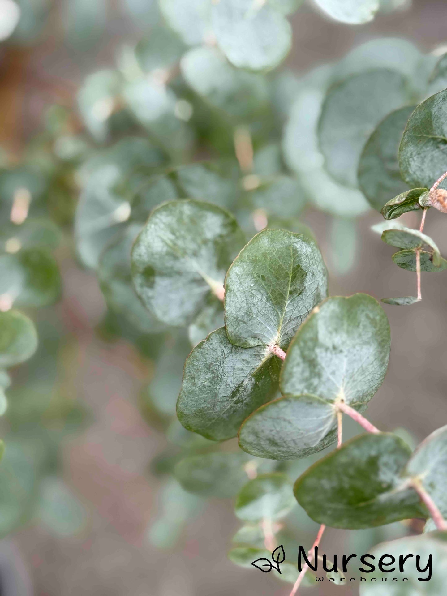 Eucalyptus Cinerea (Argyle Apple)