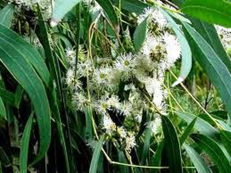 Eucalyptus Nicholii (Narrow-Leaved Peppermint)