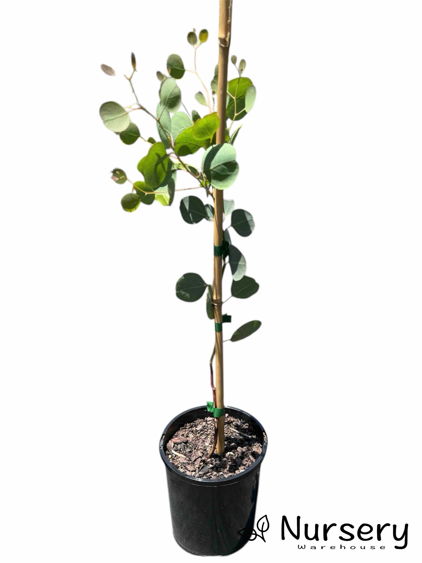 Eucalyptus Polyanthemos (Red Box) plant in a 140mm pot ready for sale.