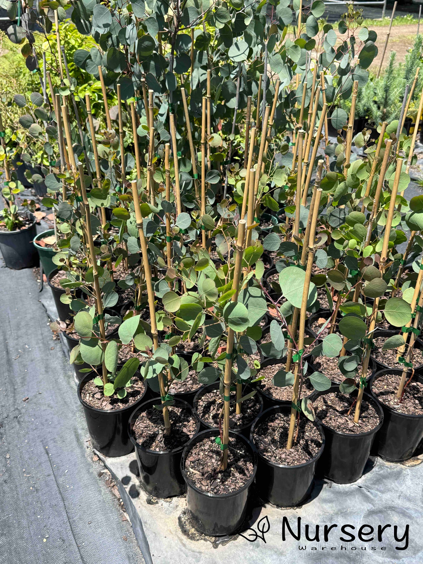 Trays of Eucalyptus Polyanthemos (Red Box) plants in pots, perfect for landscaping.