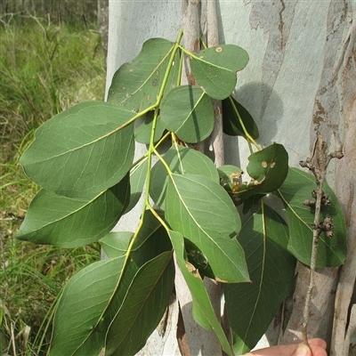 Eucalyptus Amplifolia (Cabbage Gum)